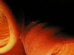 sponge at night. Taken using a basic compact - olympus 50... by Keith Muncie 